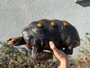 Barbados Red Foot Tortoise Adult Male