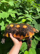 Suriname Red Foot Tortoise Adult Male