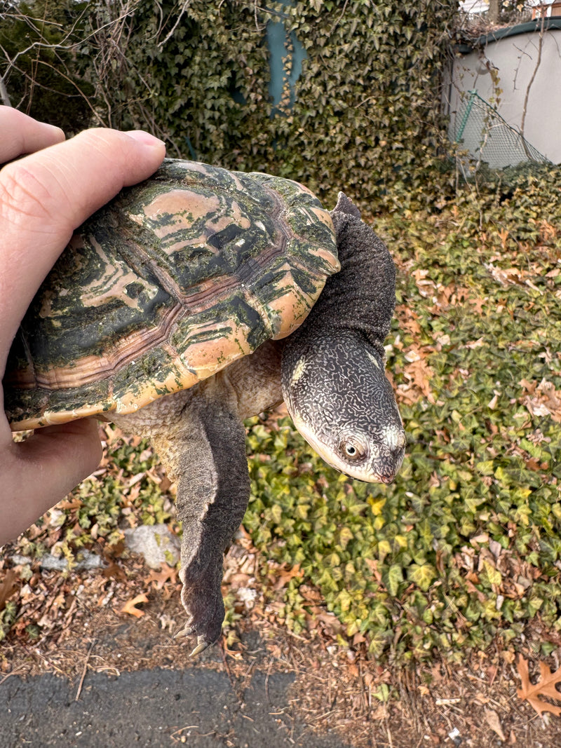 Parker's Snake Neck Turtle Adult Female