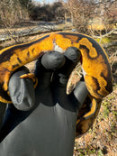 Fire Low White Pied Ball Python Female