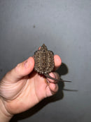 Cinnamon Snapping Turtle