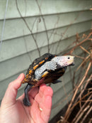 Flowerback Ornate Diamondback Terrapin Female