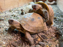 Syrian Golden Greek Tortoise 2023