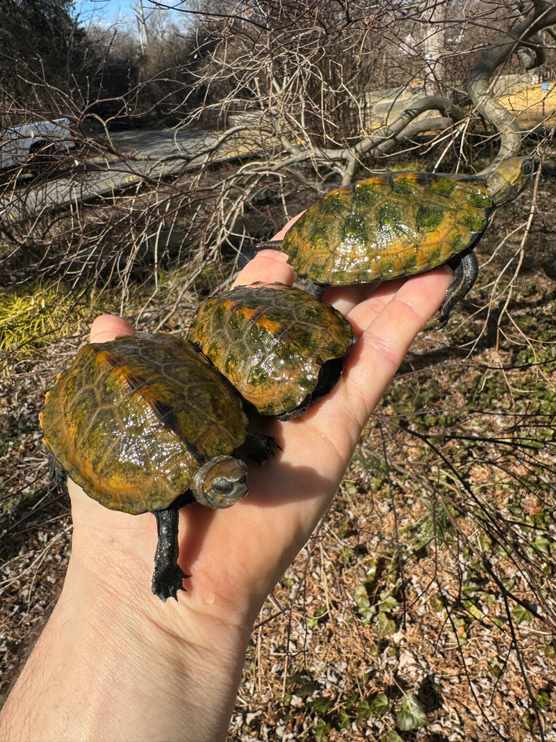 Japanese Pond Turtle 1.3 (Mauremys japonica) (Priced As Group