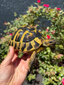 Eastern Hermann's Tortoise Adult Female