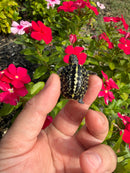 HI YELLOW Florida Box Turtle