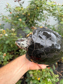 Adult Mississippi Diamondback Terrapin Female