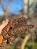 Super Red Niger Uromastyx Adult Pair