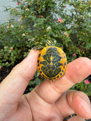 Golden Flame Florida Red Bellied Turtle 2026