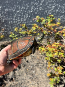 Reeves Turtles Adult Female