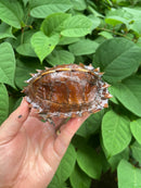 Spiny Hill Turtle CB 2023