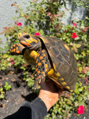 Red Foot Tortoise Adult Male