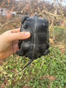 Japanese Pond Turtle Adult Female