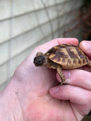 Syrian Golden Greek Tortoise 2023