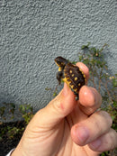 Hi Color Eastern Box Turtle Baby