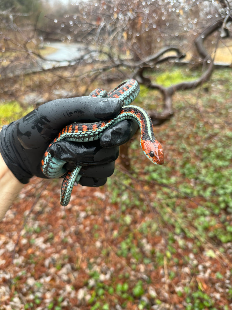 California Red-sided Garter Snake Adult Female