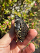 Hi White Concentric Diamondback Terrapin 2025
