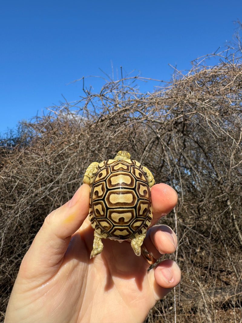 Leopard Tortoise 2025