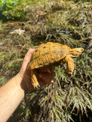 Syrian Golden Greek Tortoise Pair