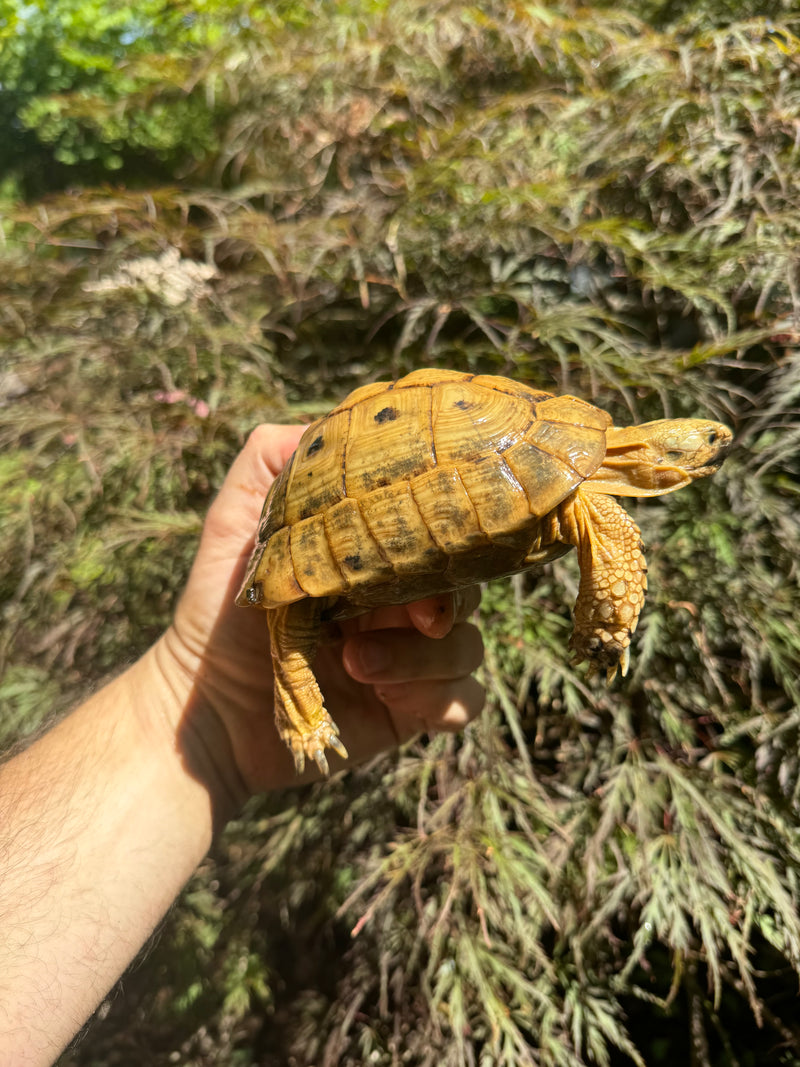 Syrian Golden Greek Tortoise Pair