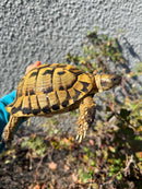 Eastern Hermann's Tortoise Adult Male