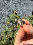 Pastel Clown Common Musk Turtle Baby 2026