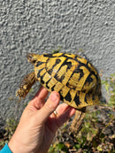 Eastern Hermann's Tortoise Adult Male