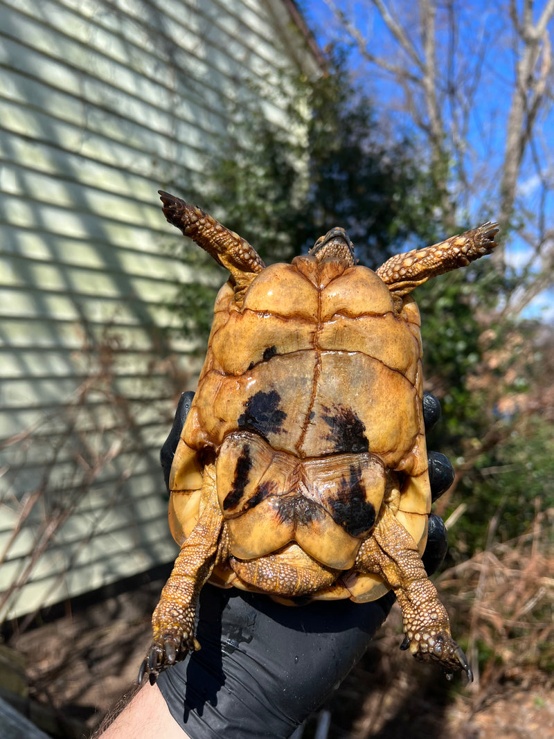 Libyan Greek Tortoise Adult Male