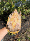 Mexican Giant Musk XXL Adult Pair