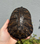 Northern Red Bellied Turtle Fancy Juvenile