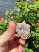 Albino Florida Snapping Turtle 2026