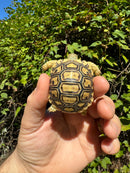 Leopard Tortoise 2024