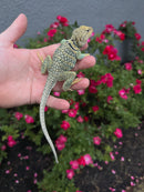 Aquaflame Blue Eastern Collared Lizard Adults (Crotaphytus collaris)