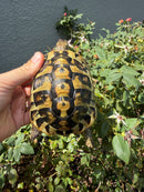 Eastern Hermann's Tortoise Adult Male