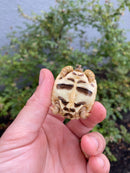 Sri Lankan Star Tortoise 2026