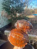 Spiny Hill Turtle Adult Pair