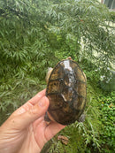 Vampire Musk Turtle Adult Female