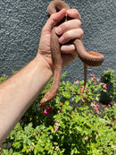 Red Salt Marsh Water Snake Adult Female