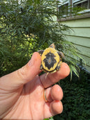 Hi Color Yellow Baby Eastern Box Turtle