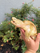 Hypomelanistic Common Snapping Turtle 2024