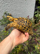 Mesopotamian Greek Tortoise Adult Male
