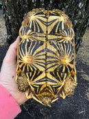 Indian Star Tortoise 2019