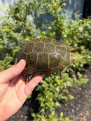 Sicilian Pond Turtle Adult Pair