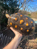 Barbados Red Foot Tortoise Adult Pair