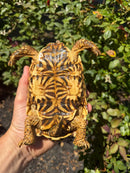 Sri Lankan Star Tortoise 2010