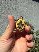 Hi Color Eastern Box Turtle Baby