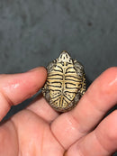 Hi White Concentric Diamondback Terrapin 2023