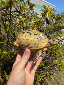 Libyan Greek Tortoise Adult Female