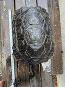 Burmese Black Mountain Tortoise Female