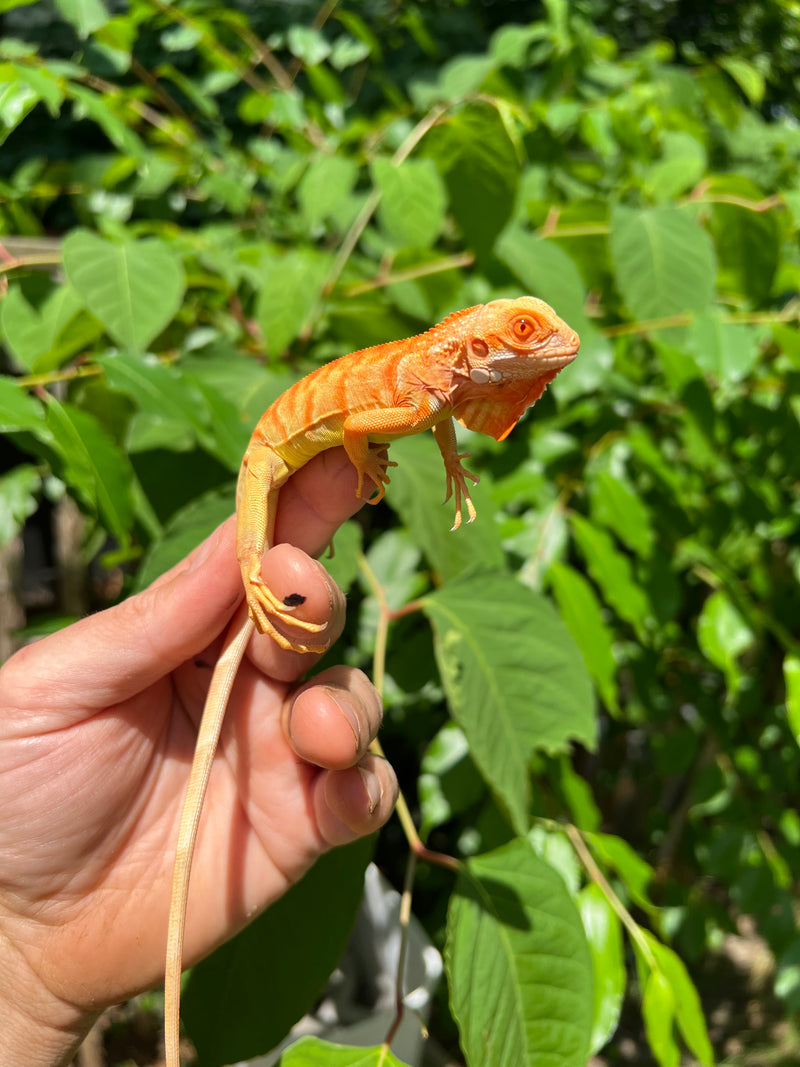 Crimson Red Albino Green Iguana 2024